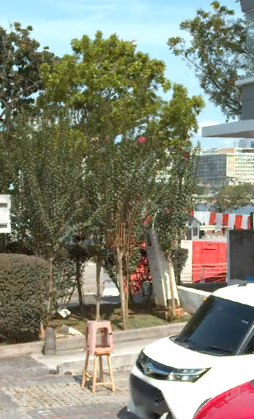 tree photo