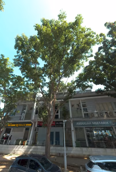 tree photo