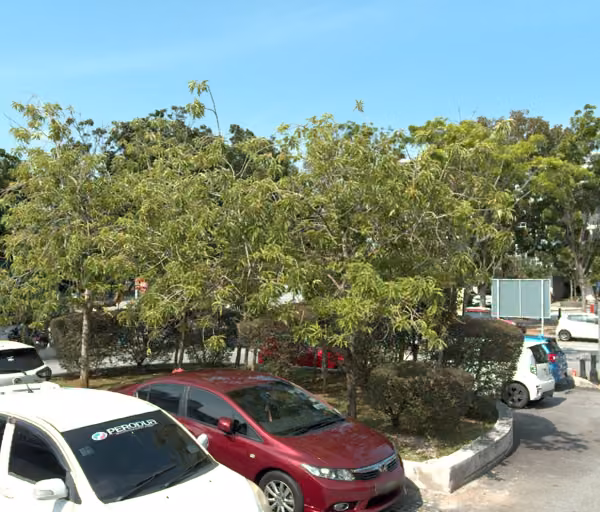 tree photo
