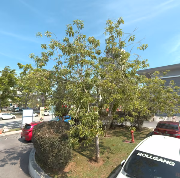 tree photo