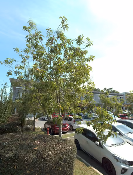 tree photo