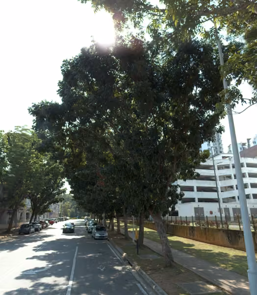 tree photo
