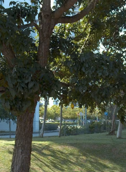 tree photo