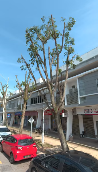 tree photo