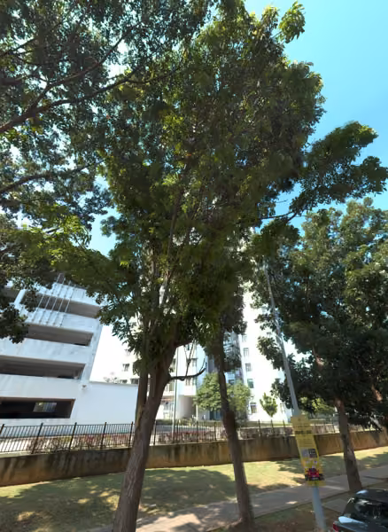 tree photo
