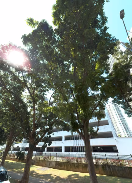 tree photo