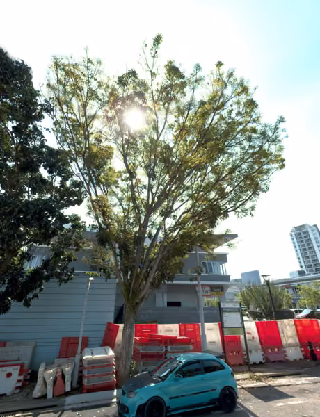 tree photo