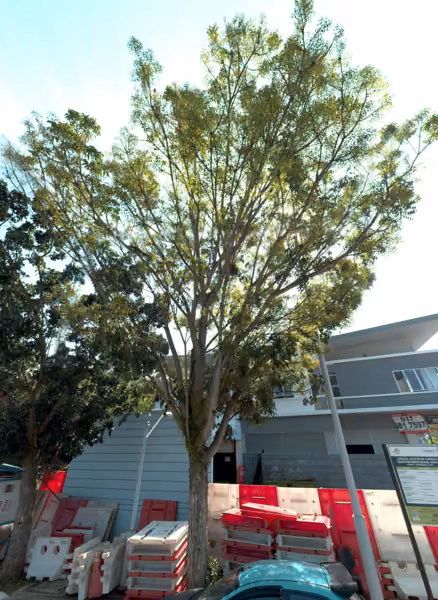 tree photo