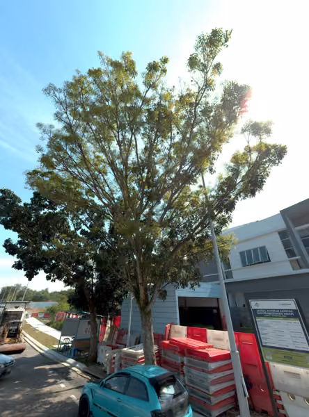 tree photo