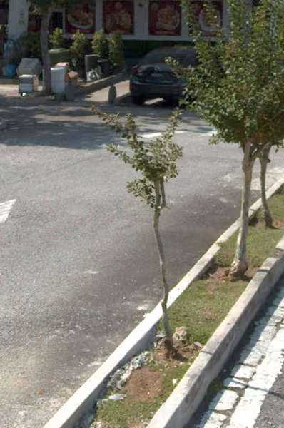 tree photo