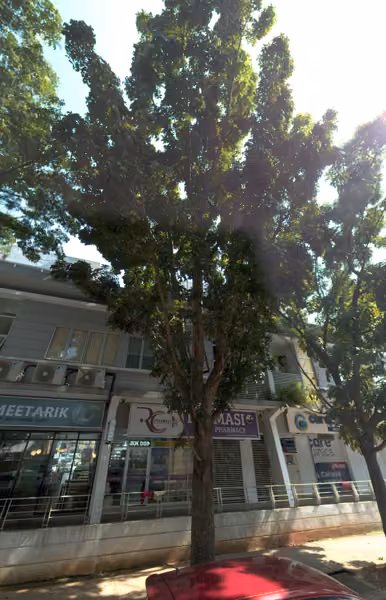 tree photo