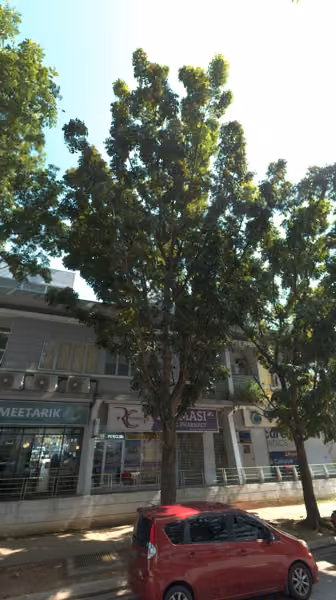 tree photo