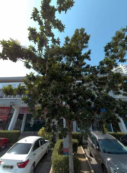 tree photo