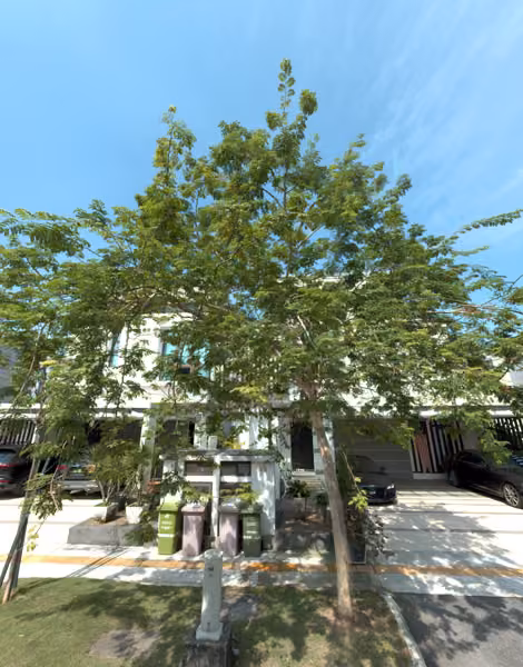 tree photo