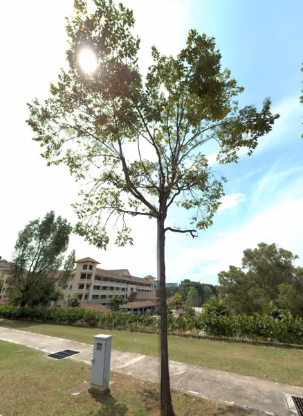 tree photo
