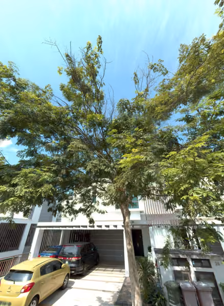 tree photo
