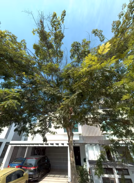 tree photo