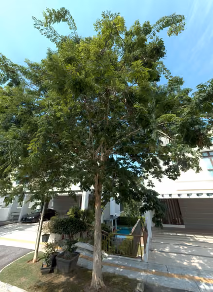tree photo