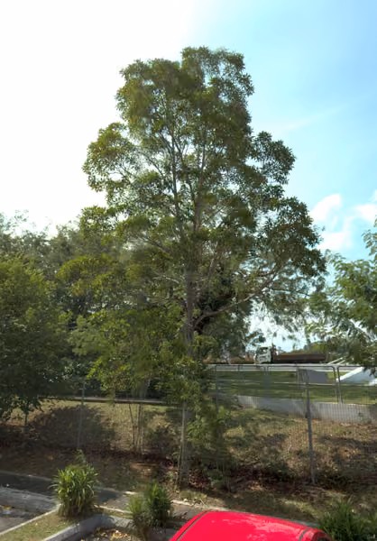 tree photo