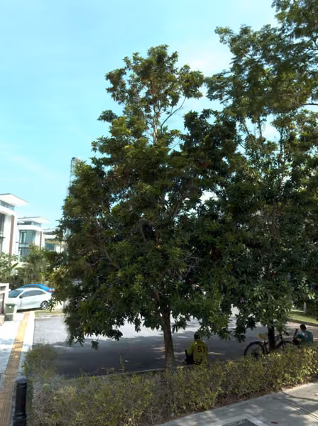 tree photo