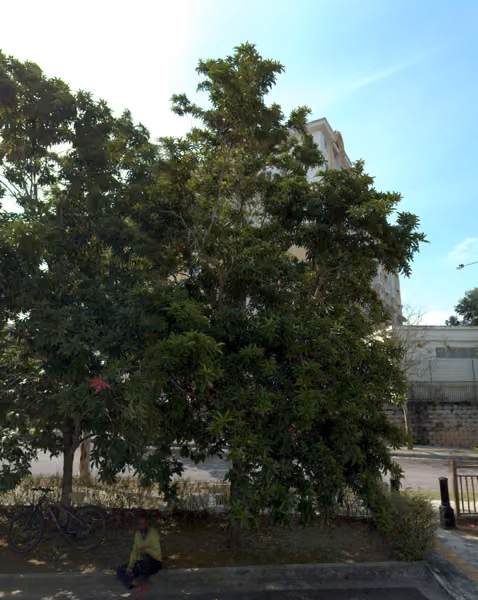 tree photo