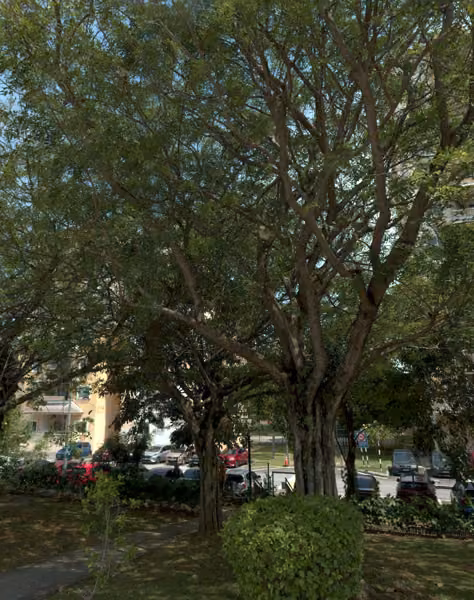 tree photo