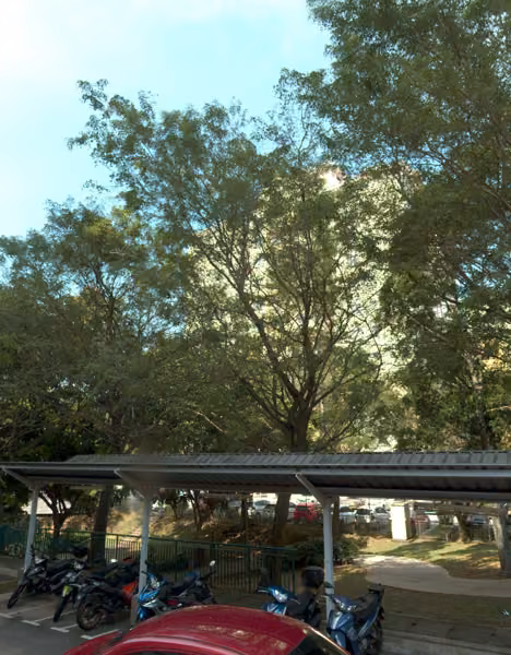 tree photo