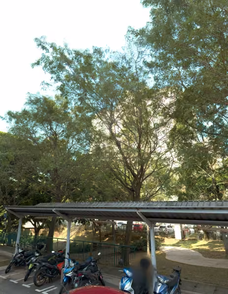 tree photo
