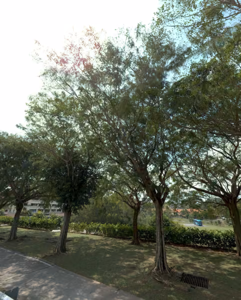 tree photo