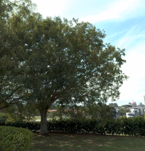 tree photo