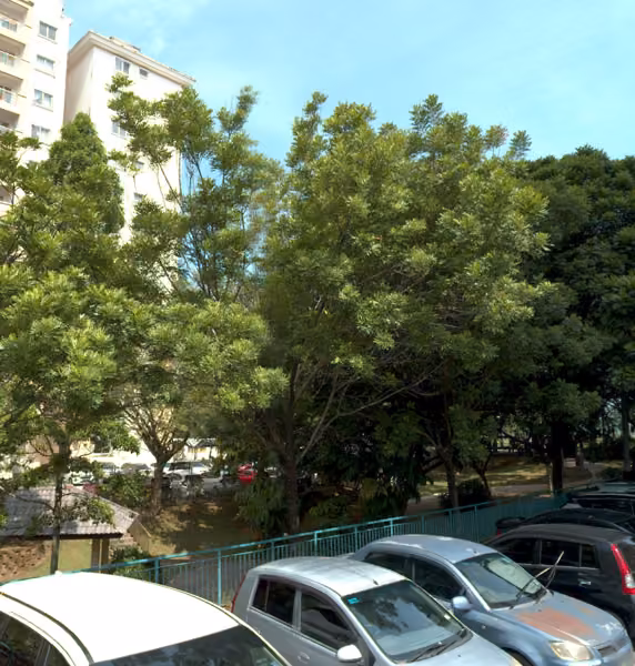 tree photo