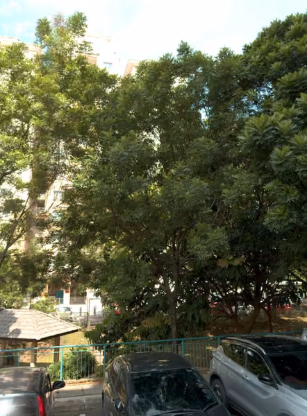 tree photo