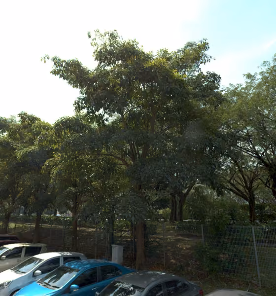 tree photo