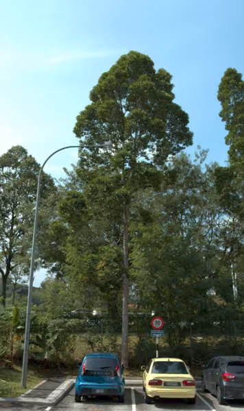 tree photo