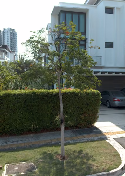 tree photo