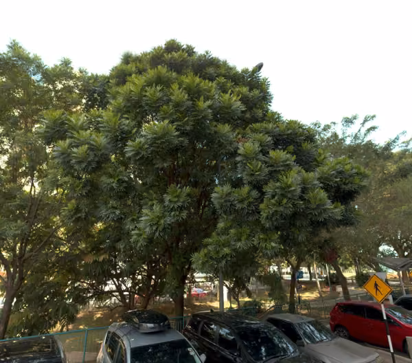 tree photo
