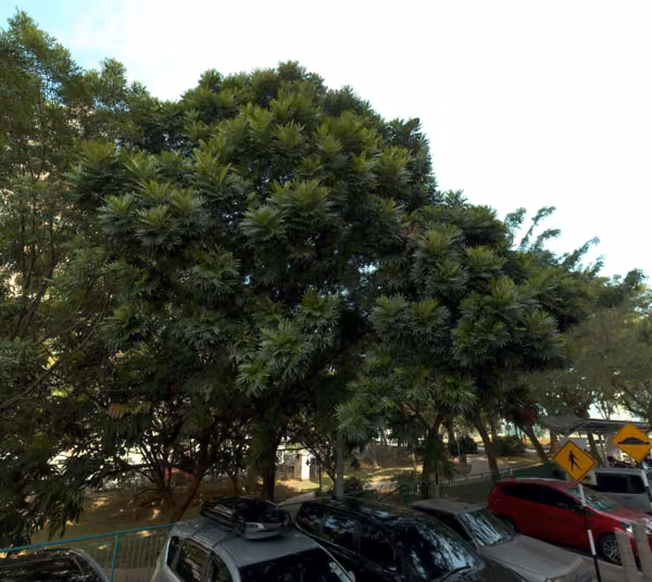 tree photo