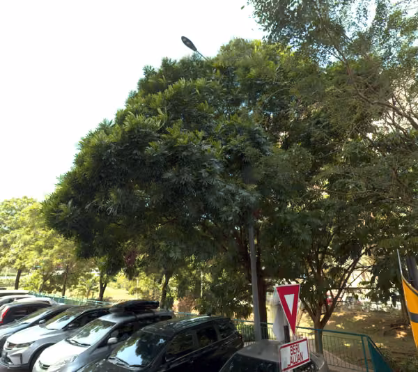 tree photo