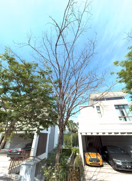 tree photo