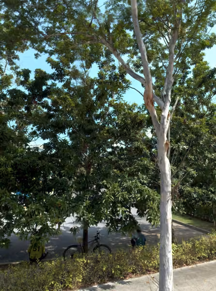 tree photo