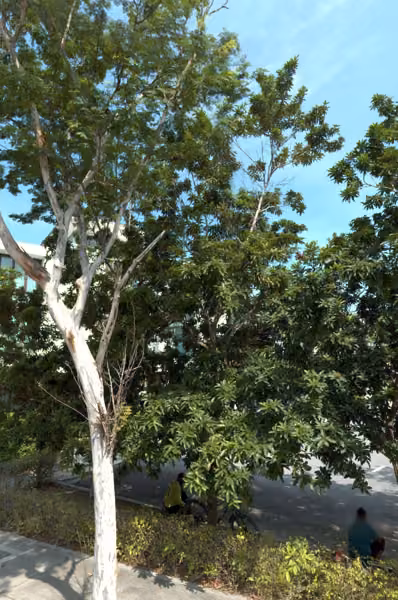 tree photo
