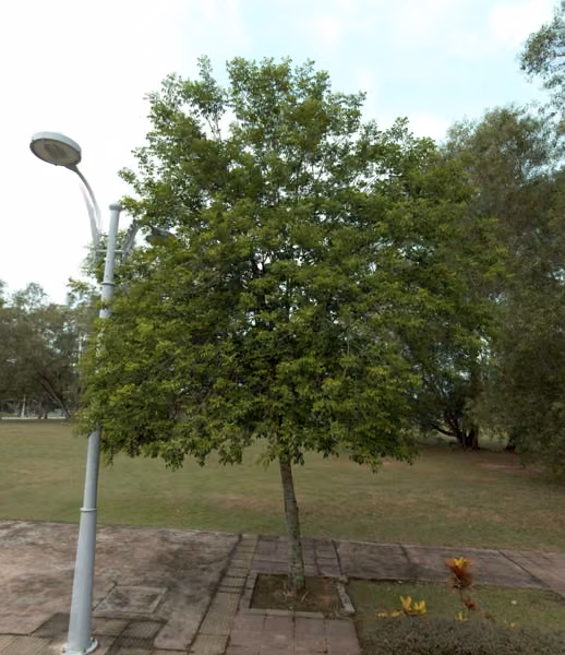 tree photo