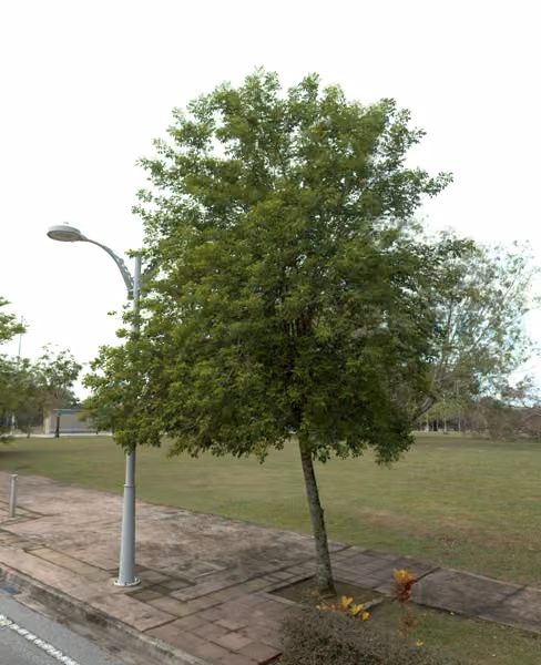 tree photo