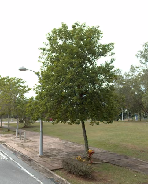 tree photo
