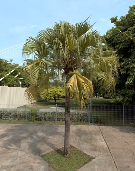 tree photo
