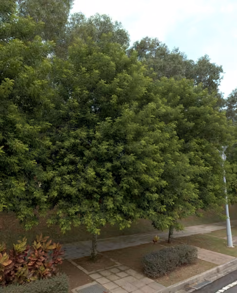 tree photo