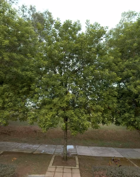 tree photo