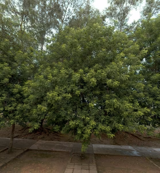 tree photo