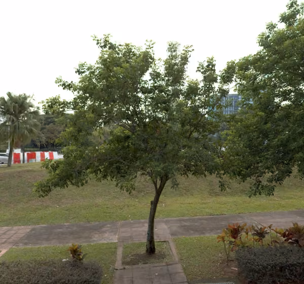 tree photo