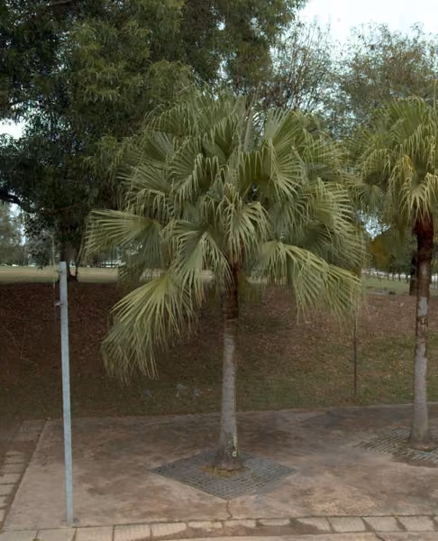 tree photo